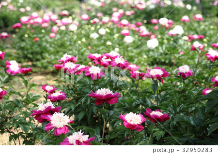 長居植物園のシャクヤク 32950283