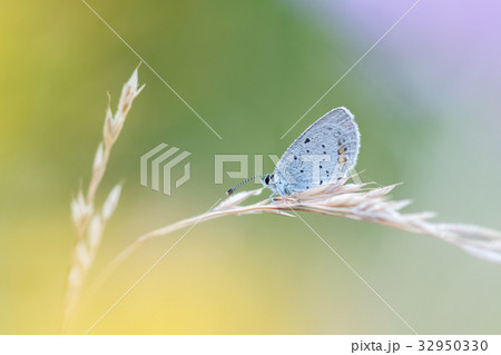 Beautiful nature scene with butterfly. 32950330