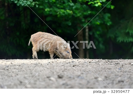 Young wild boar 32950477