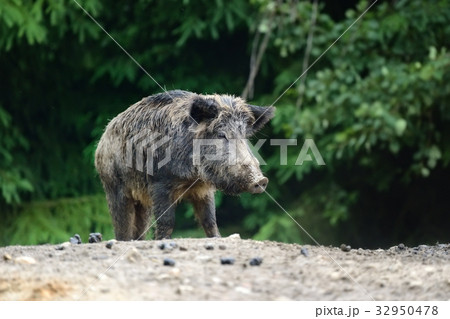 Wild boar in forest Wild boar in forest 32950478