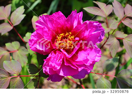 ボタン ボタン 32950876