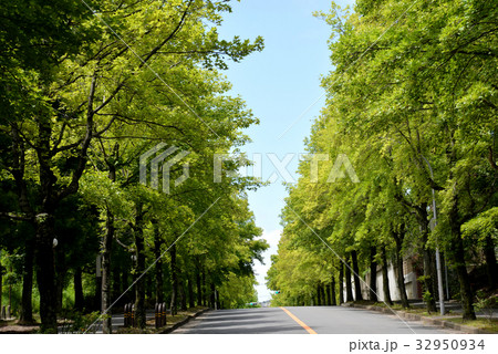 トウカエデとフウの並木道 トウカエデとフウの並木道 32950934