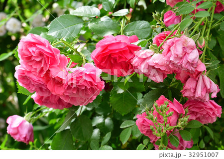 全国都市緑化よこはまフェア・日本大通り会場 全国都市緑化よこはまフェア・日本大通り会場 32951007