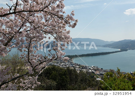 満開の桜と天橋立、傘松公園、京都府宮津市 32951954