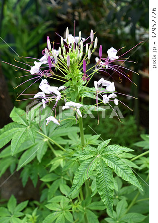 クレオメの花 クレオメの花 32952726