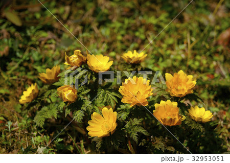 フクジュソウ フクジュソウ 32953051