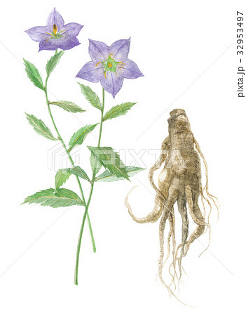 桔梗の花と根 32953497