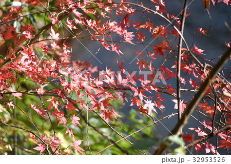 震生湖 紅葉 震生湖 紅葉 32953526