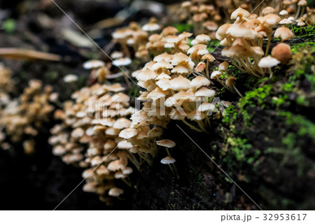 Mushroom in Forest Mushroom in Forest 32953617