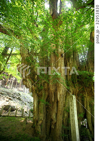 菩提寺の大銀杏 菩提寺の大銀杏 32953830