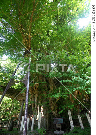 菩提寺の大銀杏 菩提寺の大銀杏 32953834