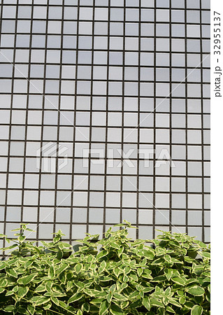 ツルニチソウ生垣 ツルニチソウ生垣 32955137