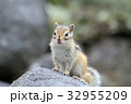 エゾシマリス 32955209