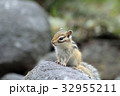 エゾシマリス 32955211