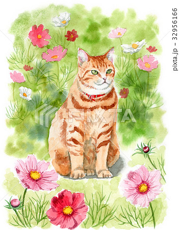 コスモス畑の中に座るトラネコのイラスト素材 [32956166] - PIXTA