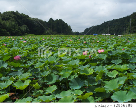 親沢池親水公園 32956299