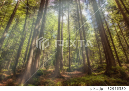 A mystical forest with magical sunlight 32956580