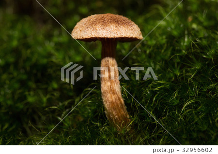 A small mushroom in the middle of the forest  32956602