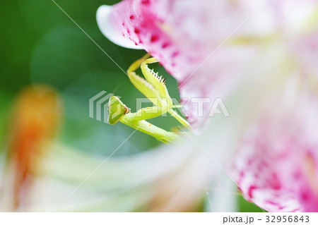 ユリとカマキリ 32956843