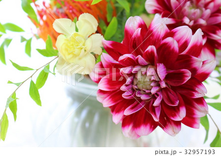 ダリアのフラワーアレンジメント ダリアのフラワーアレンジメント 32957193