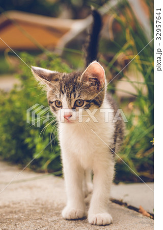 White and tabby tomcat on concrete tile White and tabby tomcat on concrete tile 32957641