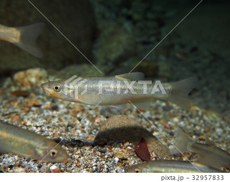 タカハヤ タカハヤ 32957833