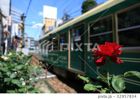 都電荒川線とバラの花 32957834