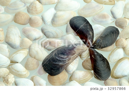 seashell seashell 32957866