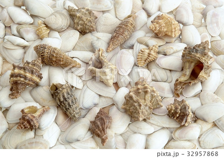 shell shell 32957868