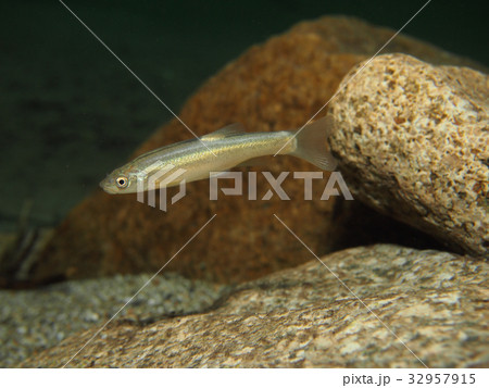 タカハヤ 32957915