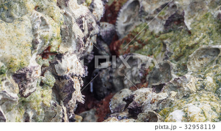 Oyster shells on rock 32958119