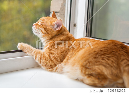 Ginger cat on the window 32958291