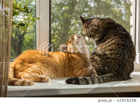 Two beautiful cat on the windowsill 32958296