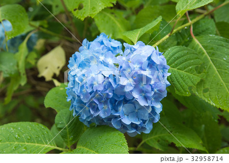 青い紫陽花 青い紫陽花 32958714