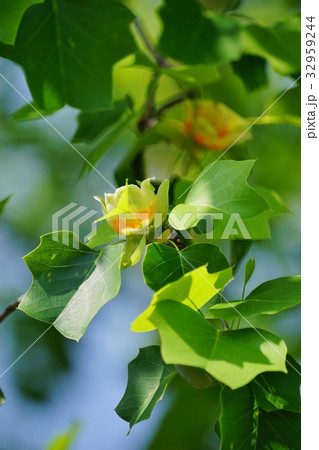ユリノキの花 32959244