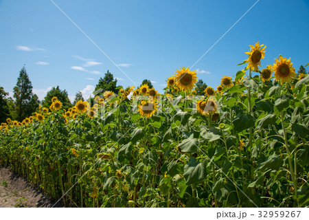 ひまわり畑 ひまわり畑 32959267