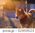 朝日と犬 32959523