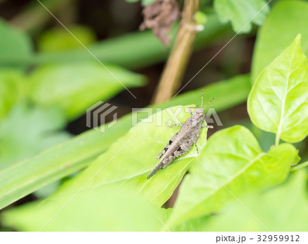 草の上にいた、イボバッタ 草の上にいた、イボバッタ 32959912