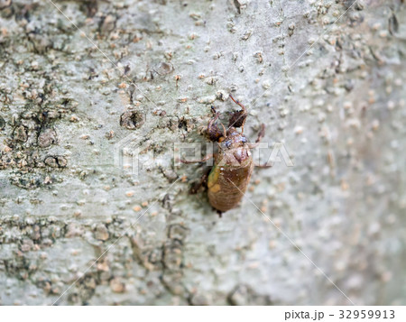 がんばれ!セミの幼虫! がんばれ!セミの幼虫! 32959913