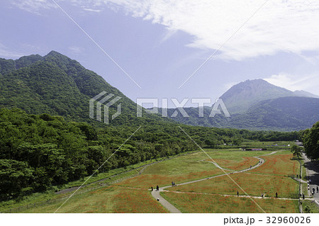 春、芝桜公園にて6 春、芝桜公園にて6 32960026