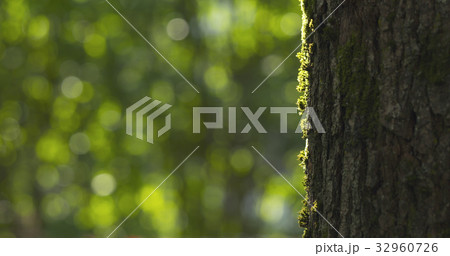 linden tree with blurred background linden tree with blurred background 32960726