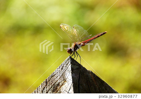 赤トンボ 32960877