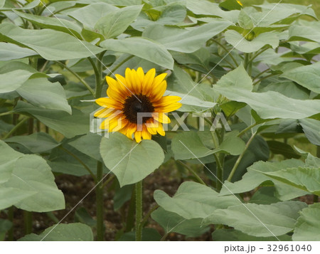 色々な花の咲くヒマワリモネパレットの黄色い花 32961040