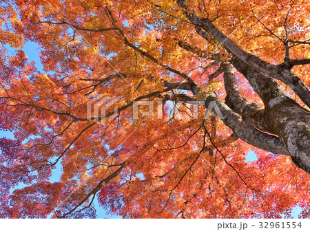 山中湖夕焼けの渚紅葉まつり-27966 32961554