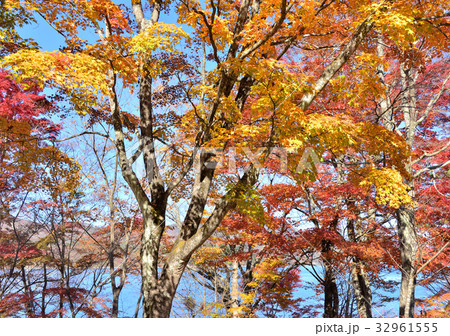 山中湖夕焼けの渚紅葉まつり-27967 山中湖夕焼けの渚紅葉まつり-27967 32961555