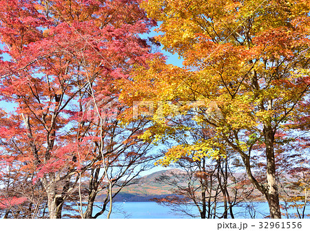 山中湖夕焼けの渚紅葉まつり-27968 山中湖夕焼けの渚紅葉まつり-27968 32961556