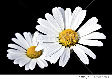 Chamomile on black background 32962204