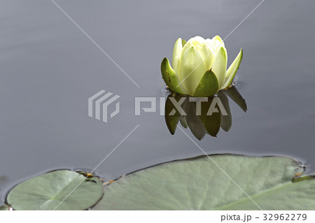 white lotus flower 32962279