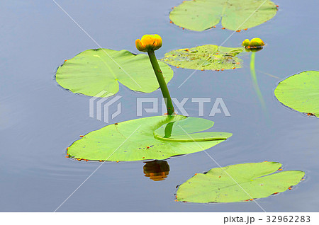 yellow water lily 32962283