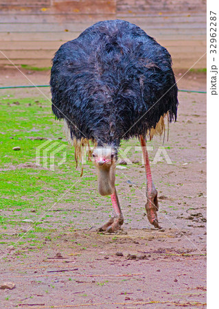 Australian emu close-up Australian emu close-up 32962287